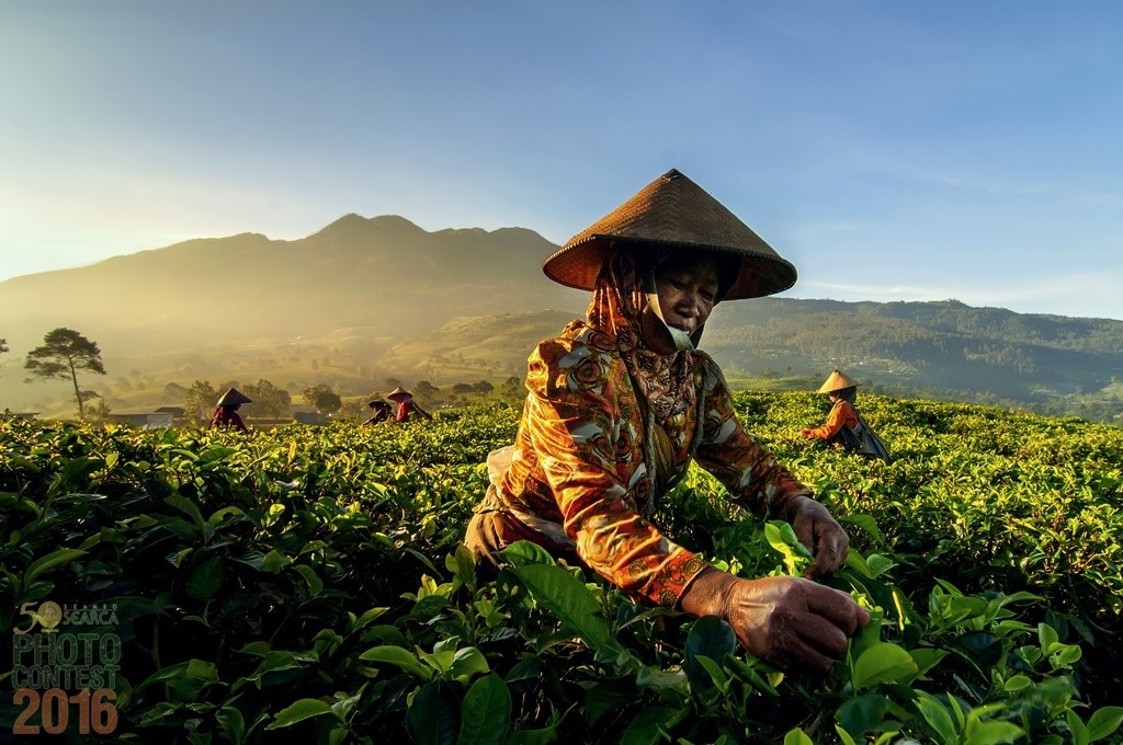 SEARCA_Photo_Contest_2016_finalist_Dhiky-Aditya