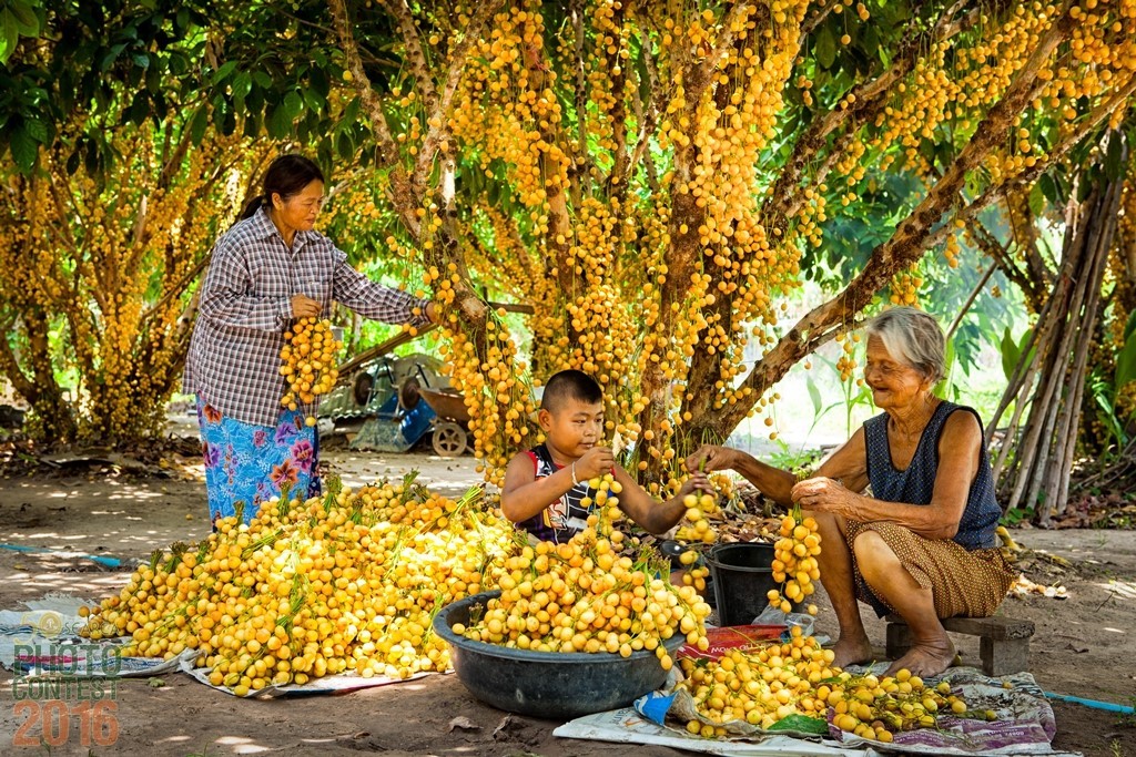 SEARCA_Photo_Contest_2016_finalist_Pollit_Thitivarithinun