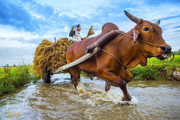 Hồ Đăng Khoa (Vietnam) - Finalists